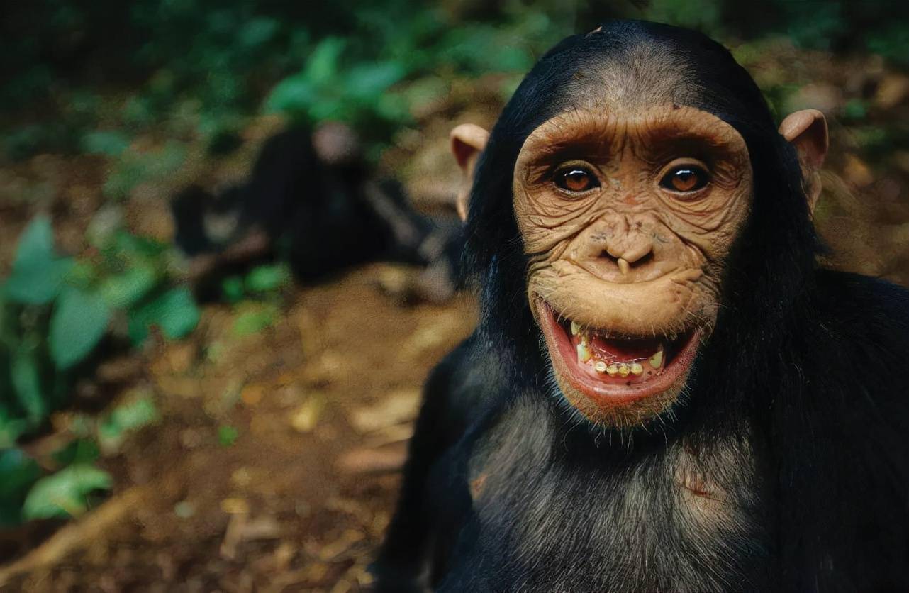 森林古猿唯美图片