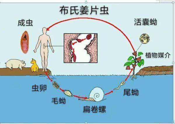 死亡|90后姑娘体内取出2条活虫，竟是这种“脆甜美食”惹祸！