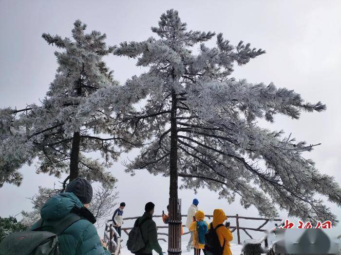 冒雪|黄山风景区迎来今冬首场降雪