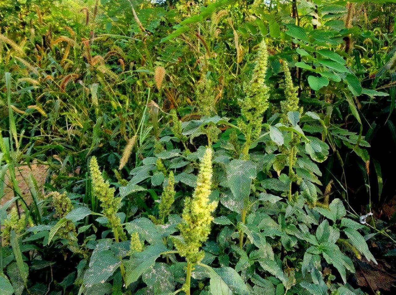 门头沟野菜图片