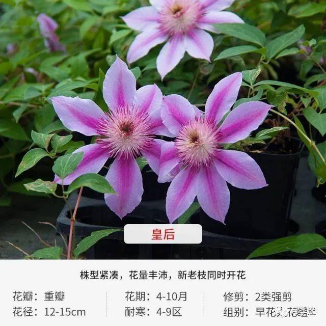 100款铁线莲品种大赏60个品种任选许你一面最美的花墙