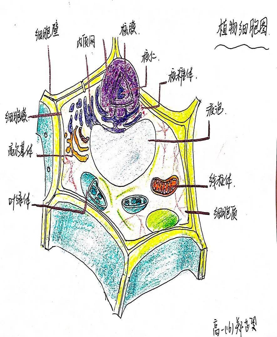 生物模型画图图片