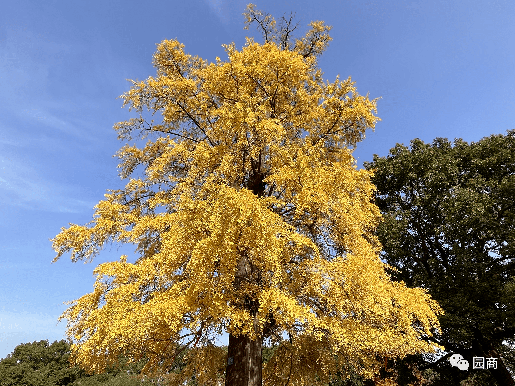 银杏黄了_fy