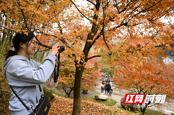 瑶族乡|湖南蓝山：峡谷红枫醉游人（组图）