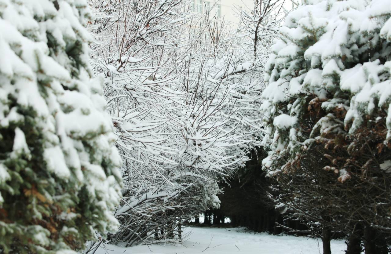 华德|【雪落象牙塔】哈尔滨华德学院：银装素裹 诗意满园