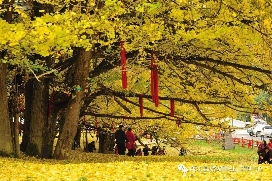 连江银杏树观赏攻略来了！这些美景你看过吗？