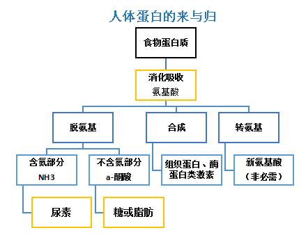 机体|膳食蛋白“质”多少