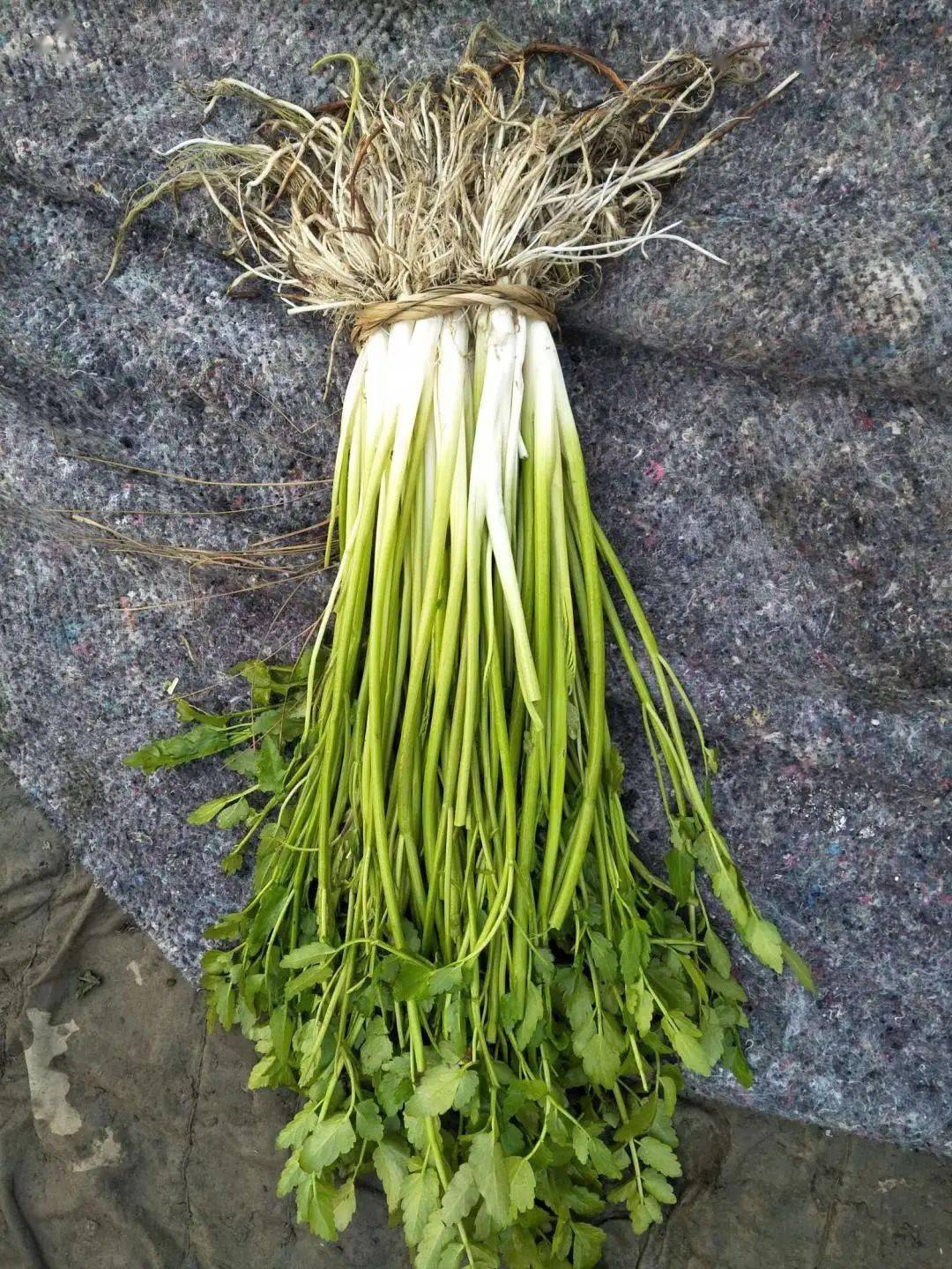 今年最后一道水八仙,来哉._水芹