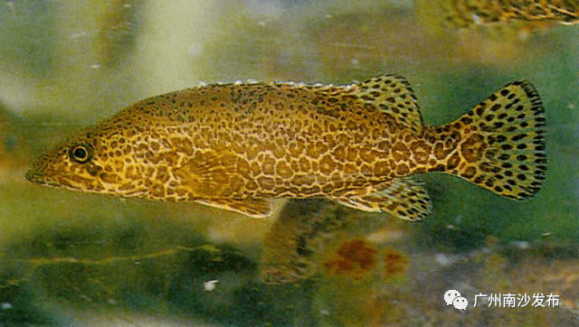 月鳢唐鱼中国长臀鮠稀奇没见过吧南沙这个地方全都有