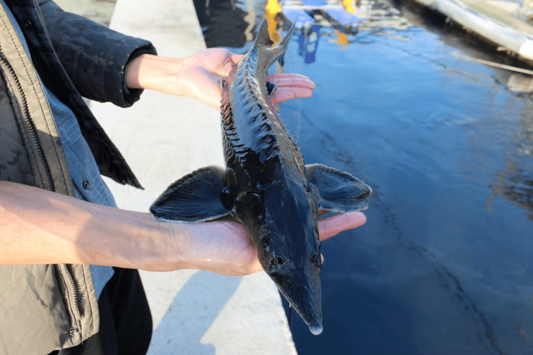 【山东乡村振兴创客培育计划】冯继超:鲟龙鱼养殖助农增收