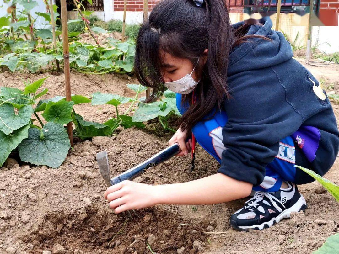 市桥象圣中学这块"小农田"里有大收获!_劳动