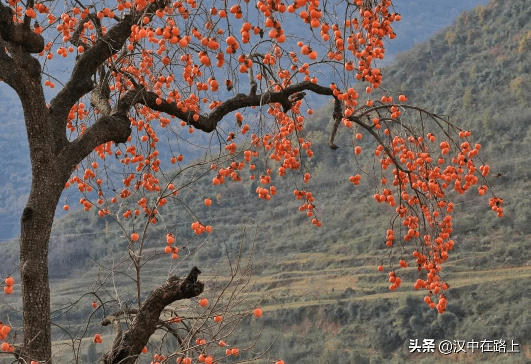 这颗柿子树是儿时的记忆,都有