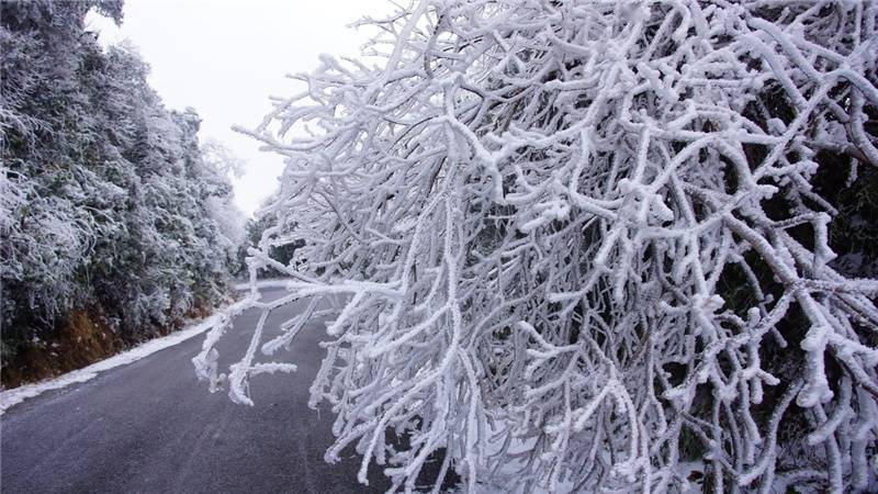 广西桂林:猫儿山首场雾凇惊艳登场