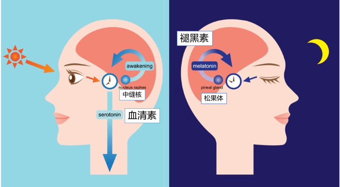 生物钟揭秘 | 高奢护肤品的“神坛”背后