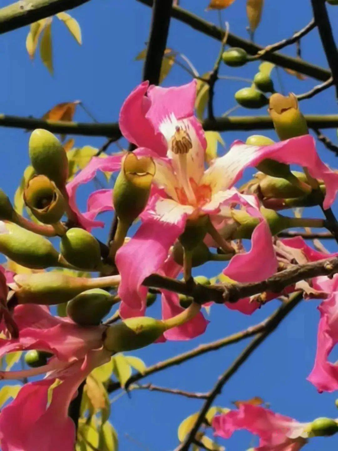 冬日里的一抹娇俏南安大腹木棉迎寒盛放
