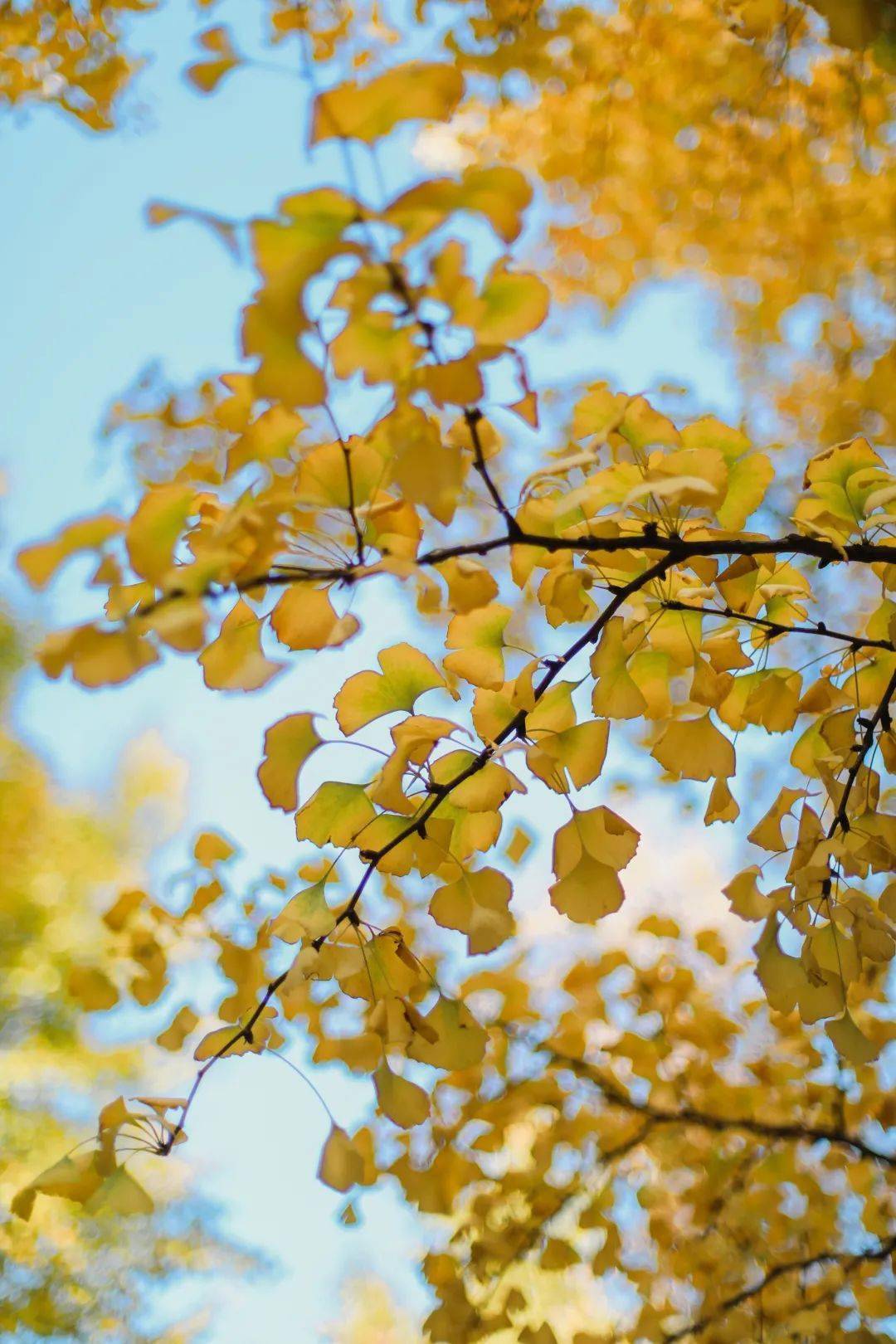 1080_1620竖版 竖屏