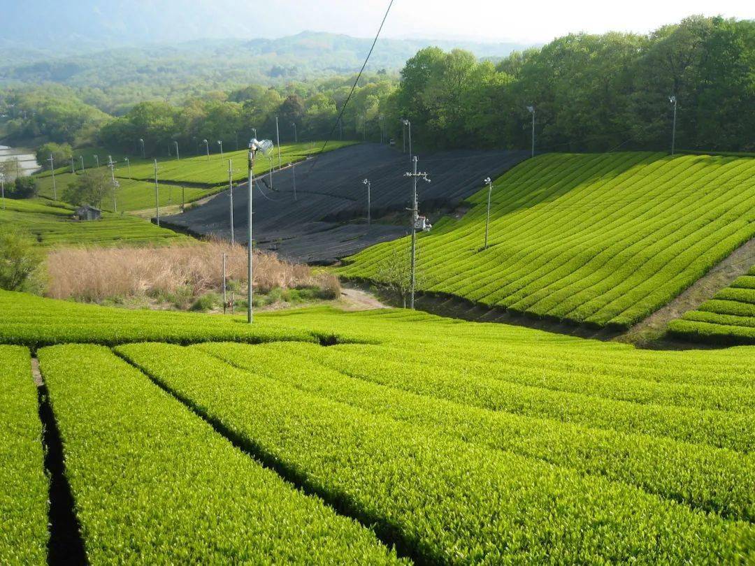 茶的需求量不断增大,主产地从梅尾移至宇治,宇治,梅尾产的茶叶成为本