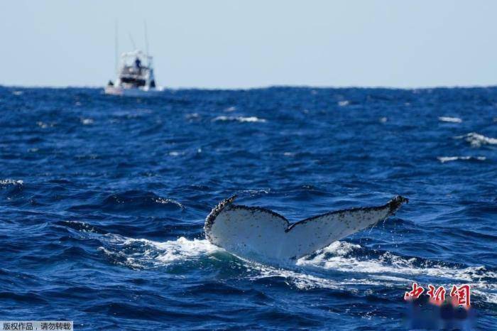 因外來物種入侵 澳大利亞本土生物恐面臨滅絕威脅