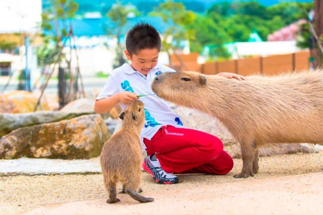 鼠是哪个国家的代表动物 d913dd2aca14406f93e4cabd6f596e49.jpeg