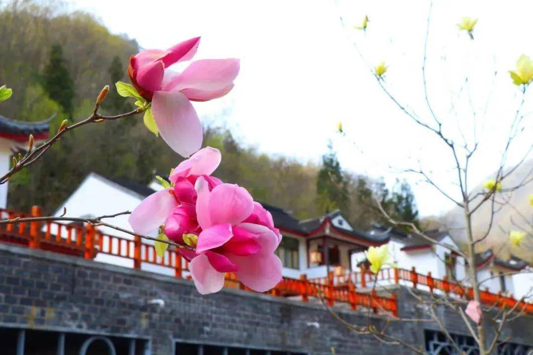 保康县马桥镇尧治河村 为何能成为全国乡村治理示范村