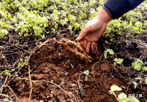 臭云参 香产业 | 宜良竹山念好产业致富经_种植_发展_企业