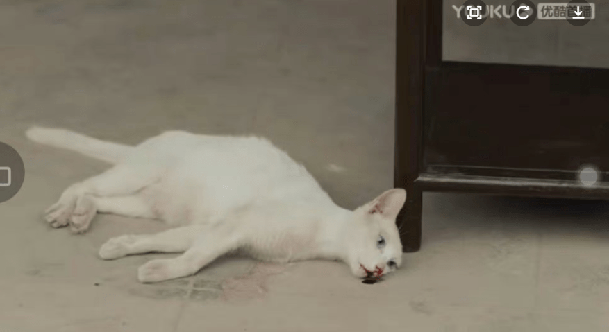 虐待还撒谎，这剧要完了？_猫咪_小猫_视频- 太阳信息网