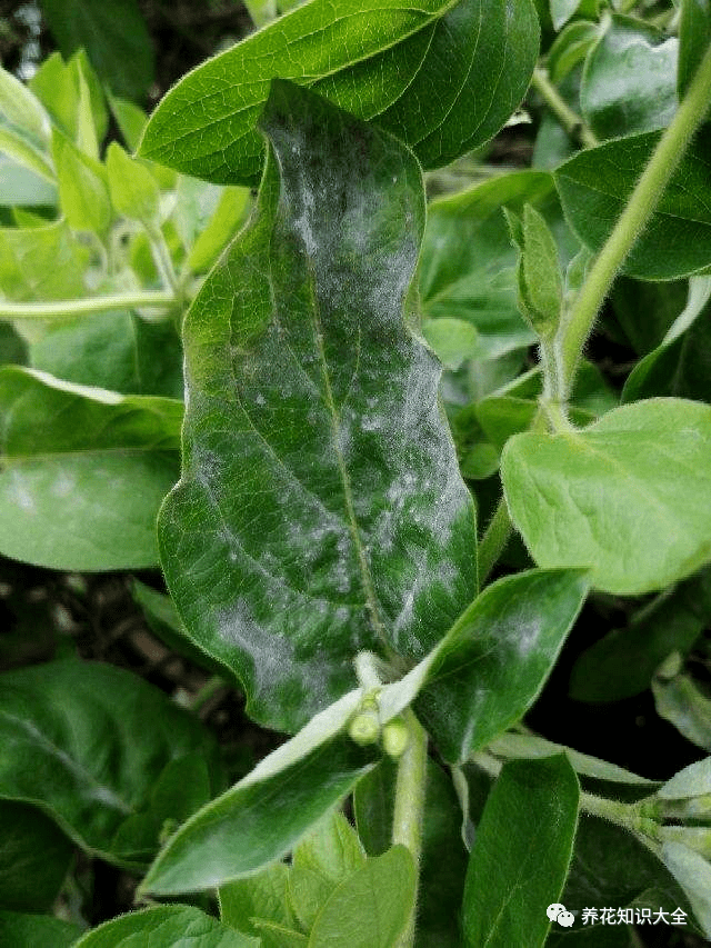 自制养花杀虫水 方便安全 养花特干净 植物 防治 白粉病