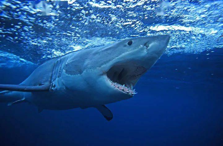 除了疫情的担忧,不少专家也发出警告: 不要在大白鲨领地里游泳.