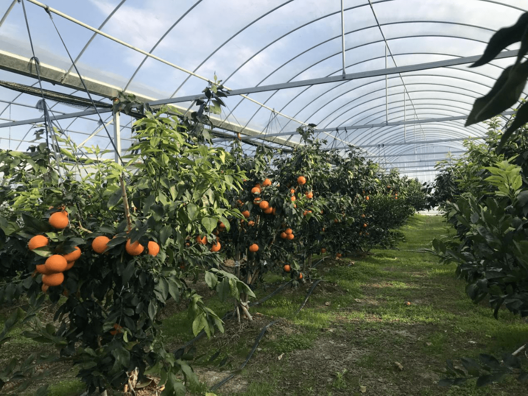 三家青创农场获评2021年宁波市市级示范性青创农场_种植_美人_老爹