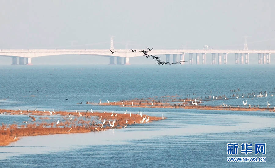 湖西|画面太美！百鸟翔集“天空之镜”