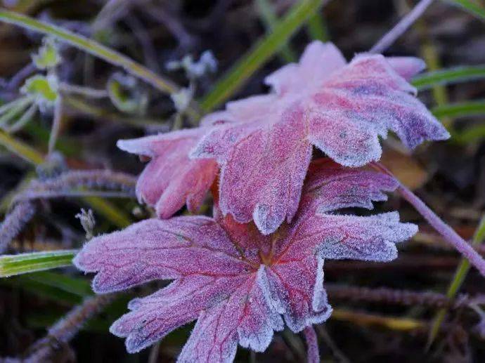 【 诗心斋微型诗社】四季微型诗联盟第165期微诗同题《心霜》作品集萃（总第621期）