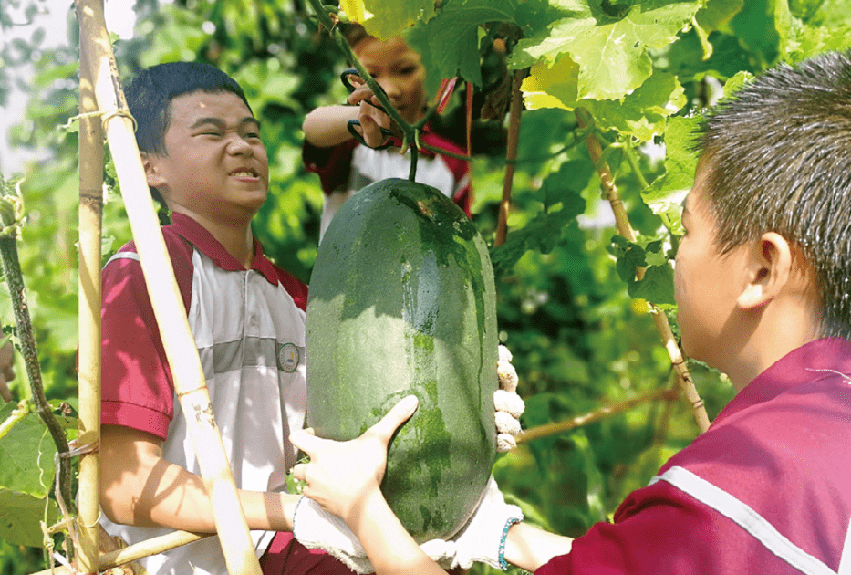 顺德区罗沙小学师生们在粮食园观察,劳作.