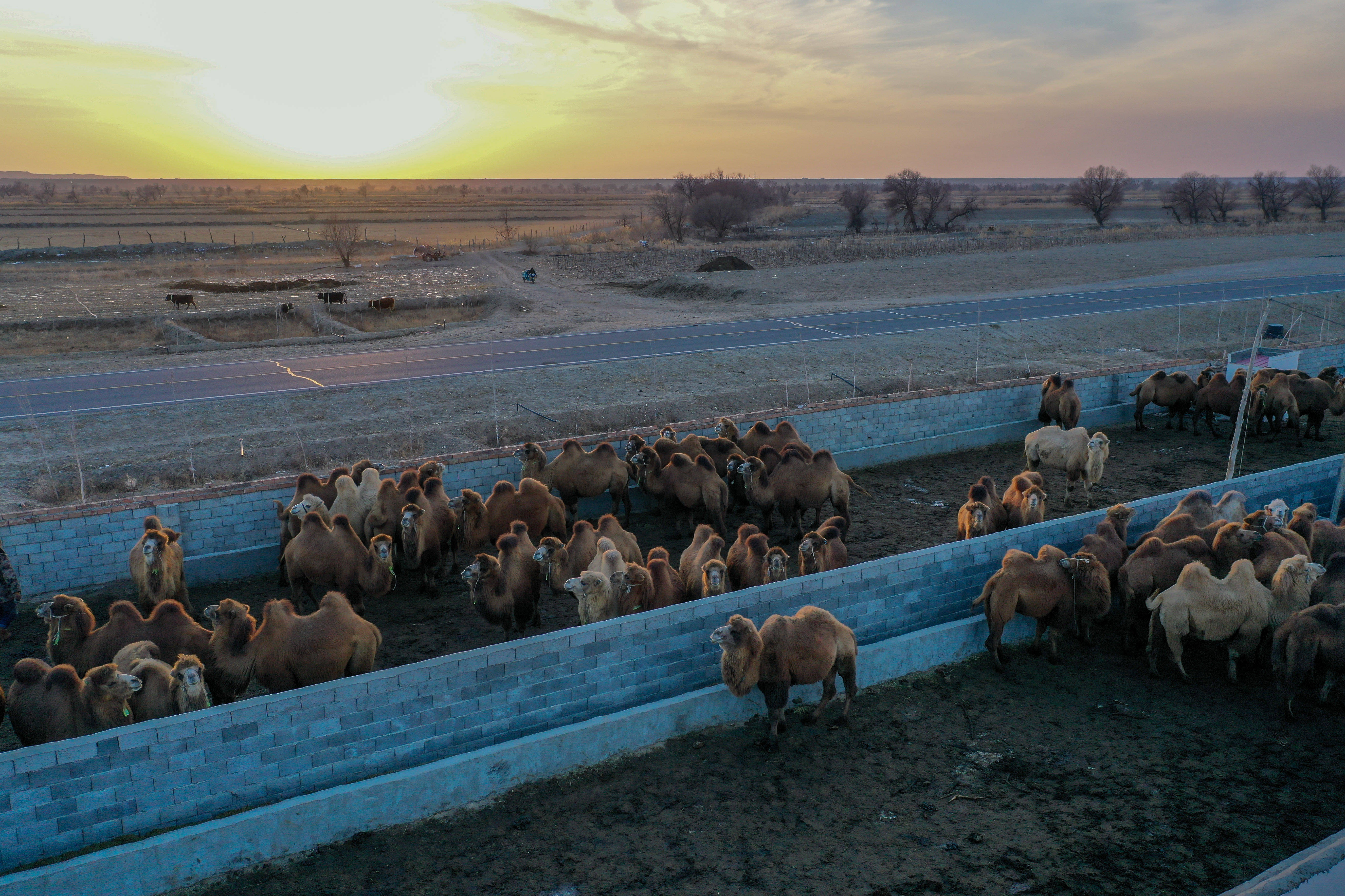 新疆福海县骆驼产业焕发生机