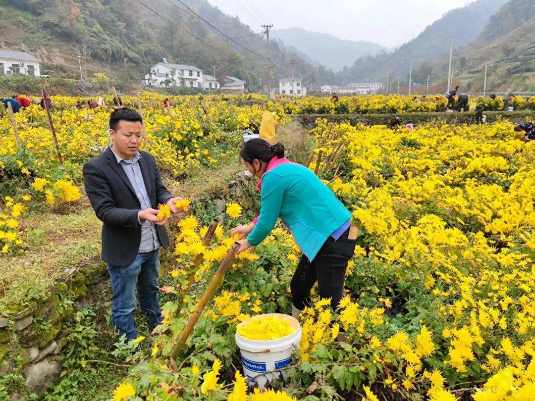 目前,竹溪县蜂情农业专业合作社在兵营镇四条沟村,明家梁村,赵家河村