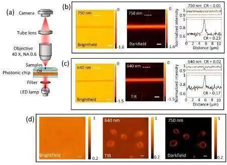 看得更清楚！中科大研制出新光学元件，拓展显微成像质量