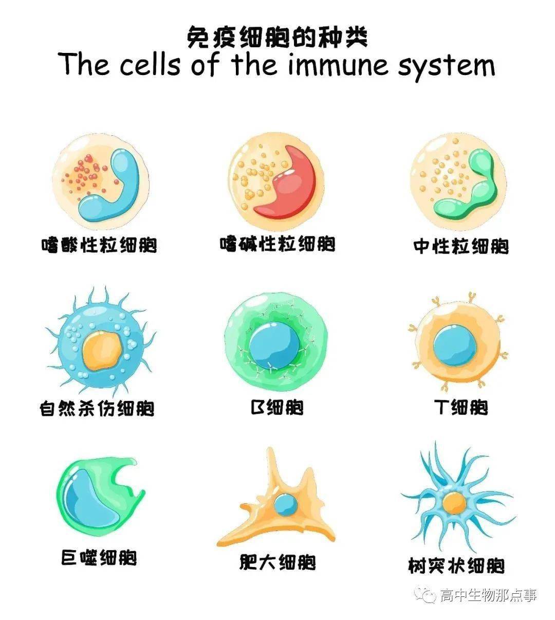 教材疑点通你不知道的白细胞