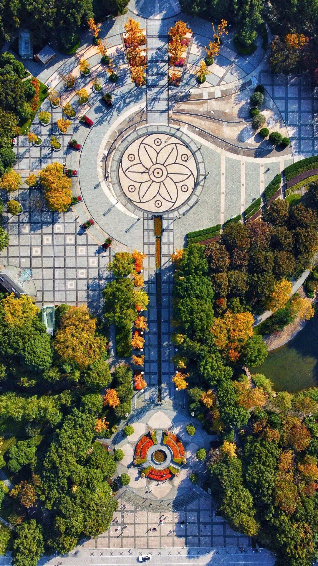 在丽水的街头邂逅最后的秋色!_银杏树_落叶_时间