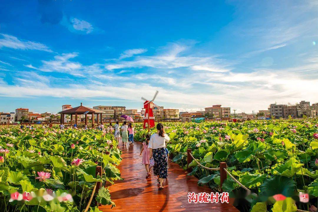 乡村振兴联动帮镇扶村省农科院助力惠来南药产业升级