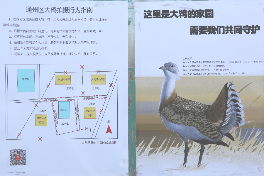 通州有大鸨出没它的名字您会读吗