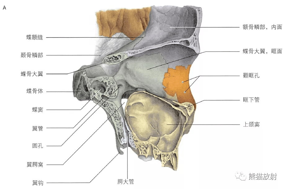 解剖丨颈部颅面骨
