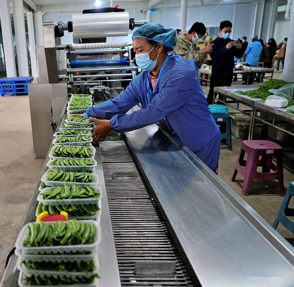 玉溪通海县高原特色蔬菜创建绿色食品牌