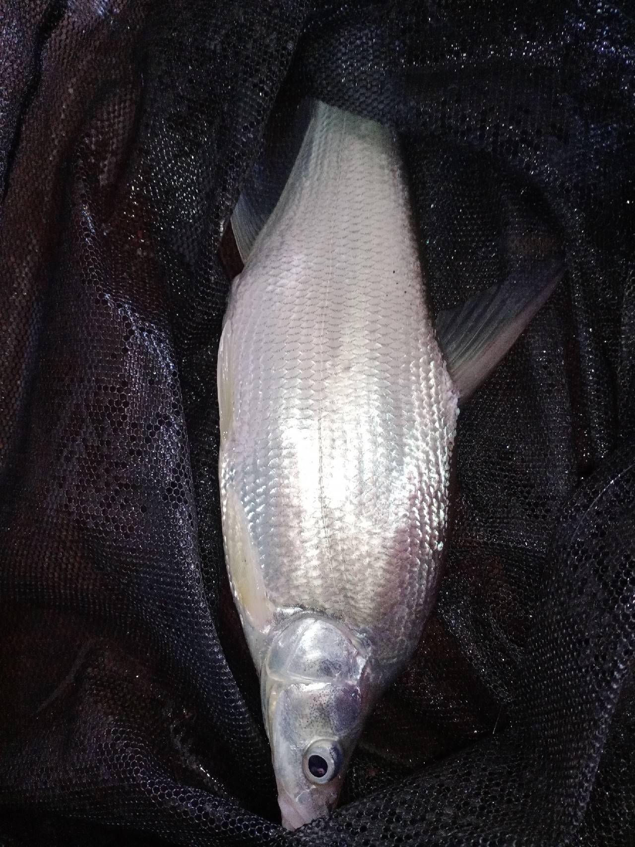 鸭嘴翘,光鲜夺目耀眼,也是勾魂的精灵,让无数英雄苦作舟,日思梦想赴柘