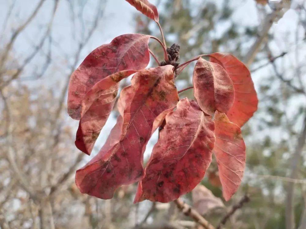 林果科技大講堂:黃櫨枯萎病是怎麼發生的?_土壤_植物_發病