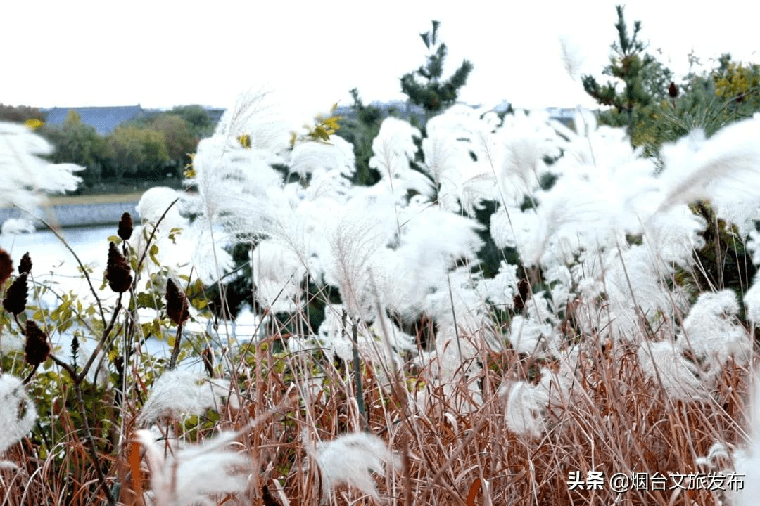 冬雨|蓬莱阁，叶，叶，叶，叶，yeah！