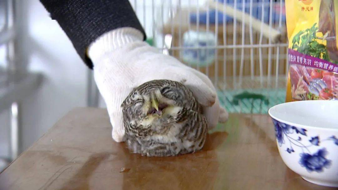 根据鉴定,这只鸟叫花头鸺鹠.