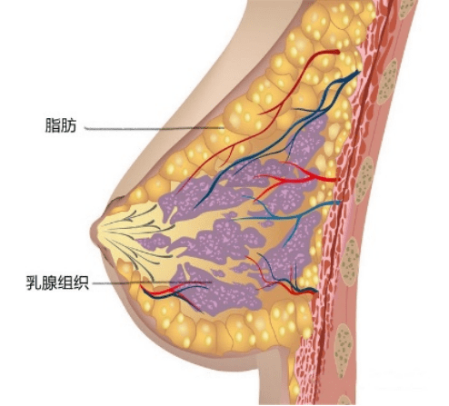 胸大的怎么办