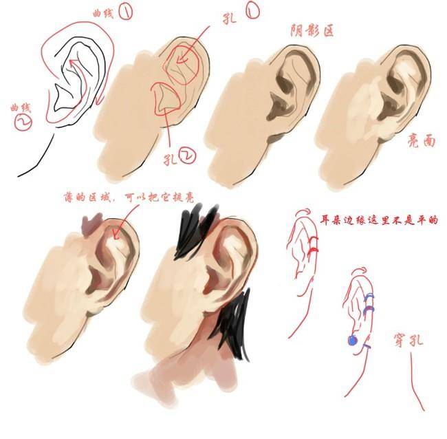 你得先了解耳朵的構造!_耳廓_形態變化_部分