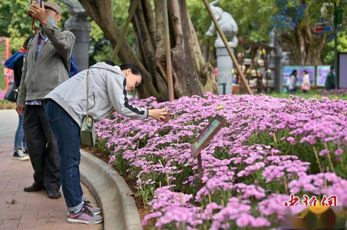 菊花|8万盆菊花亮相广西南宁引游人