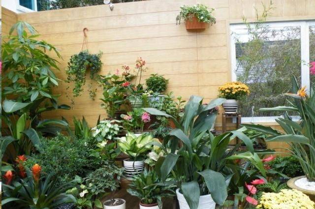 常见盆栽花卉名称 4d1ee460fe5447069b0da39ca7fd6575.jpeg