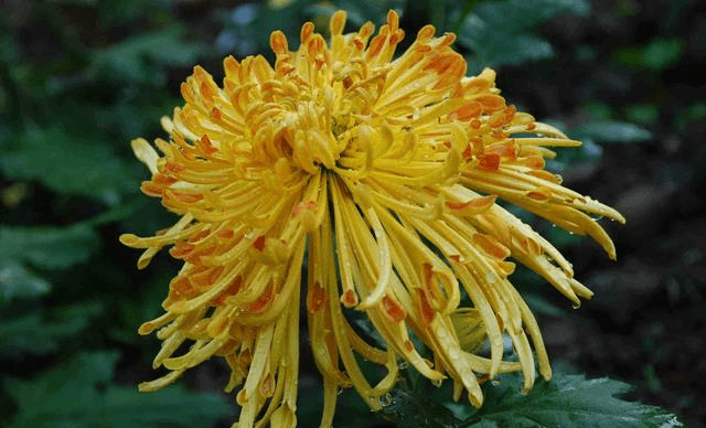 可以用什么形容菊花 57230d6ae3404464bcfeb4b90a0c07a9.png